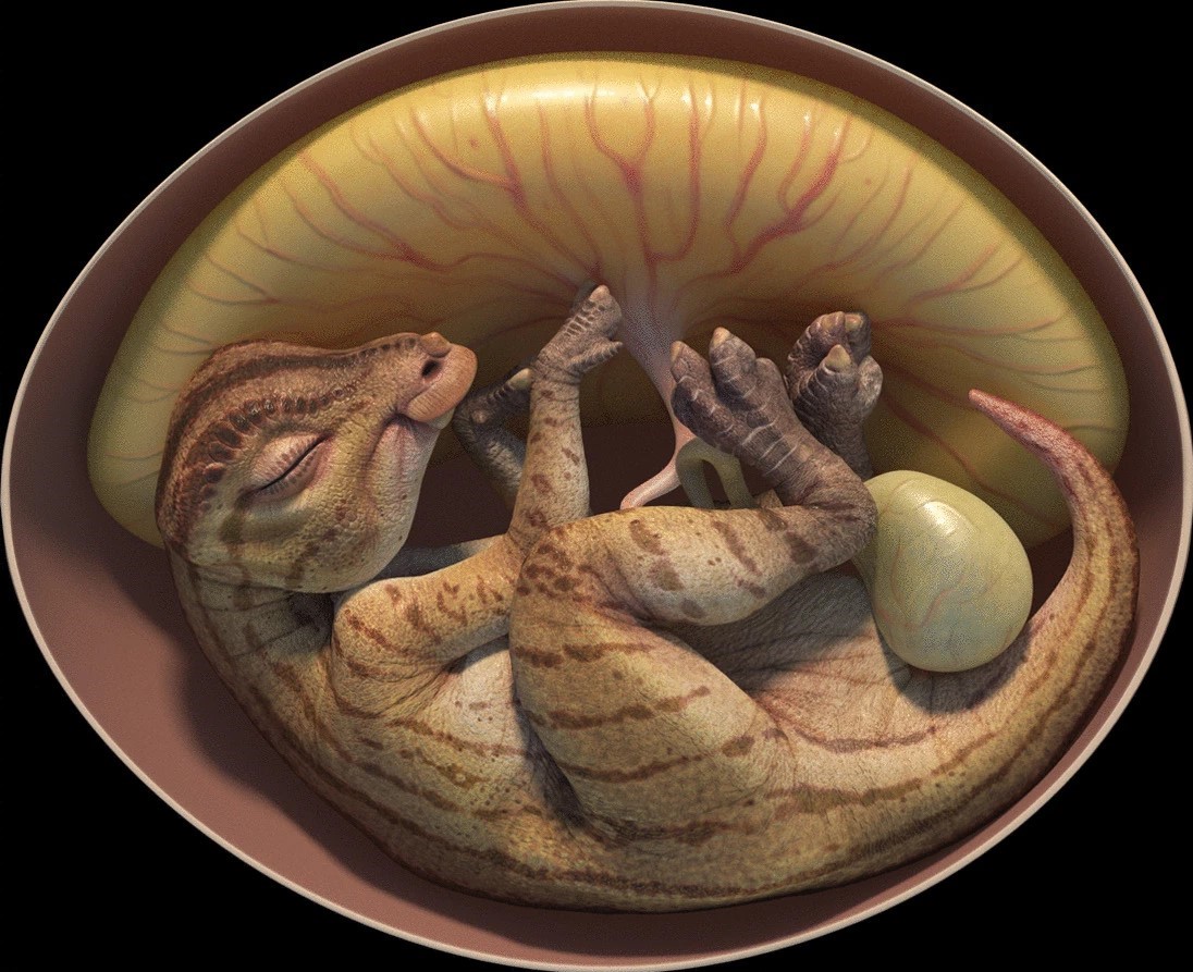 PaleoBlogBR's tweet photo. Pesquisadores chineses anunciaram a descoberta de ovos contendo embriões fossilizados de dinossauros!

(1/4) https://t.co/6vVkI0mPaw