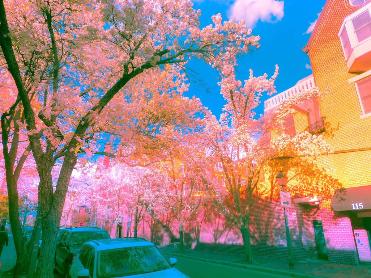 takeadaydream's tweet image. life in full bloom