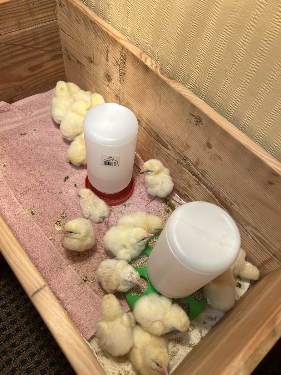 supfairfield's tweet photo. When a Millersburg student begs you to come see their baby chicks, you of course go visit their classroom! 😊 Thank you Brody and Mrs. Kalich’s class for sharing these babies with me! #fcspride @MDEnglishTeach 🐤 @FCS2155 https://t.co/fkgius7uoi