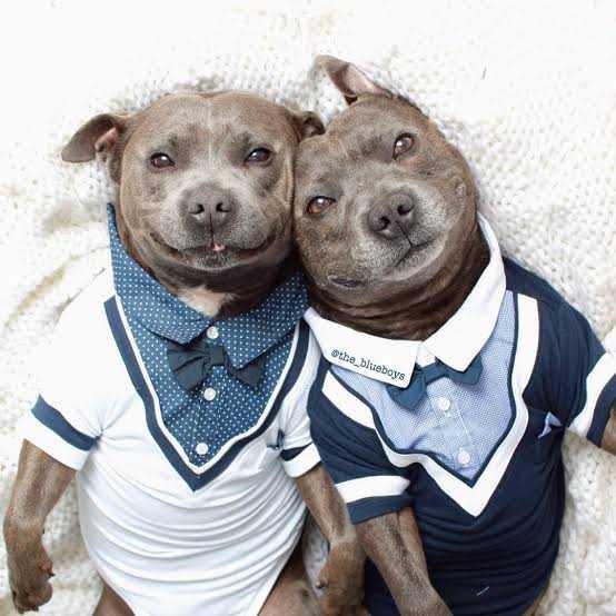 holy_pitbull's tweet photo. Lovely #pitbull❤️❤️ https://t.co/x5y3btd4xK