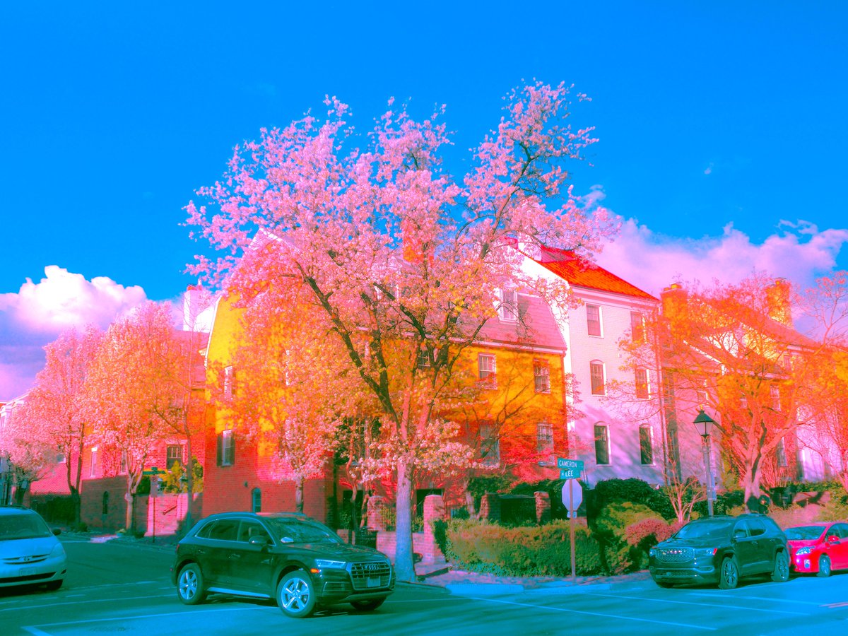 takeadaydream's tweet image. life in full bloom