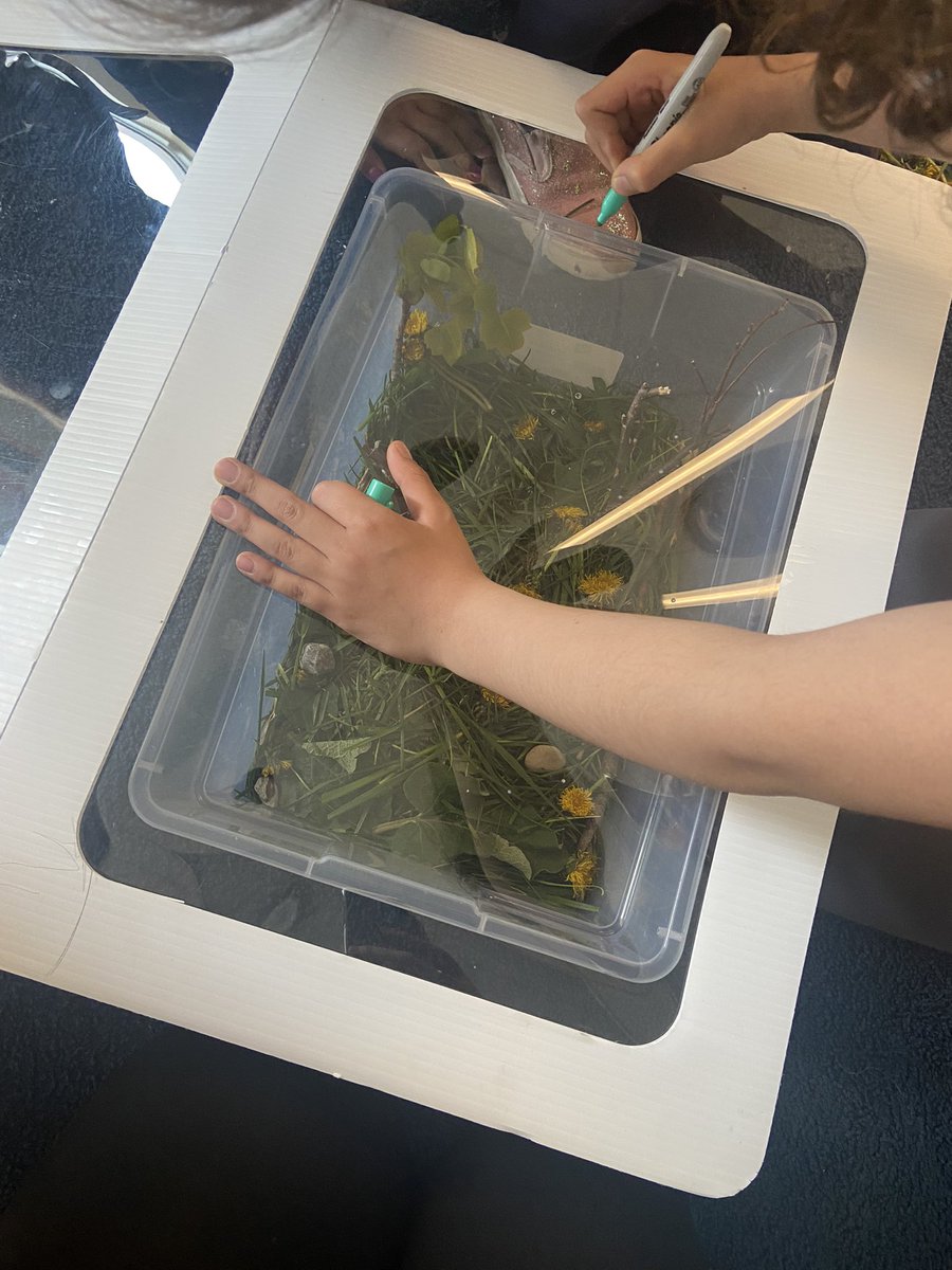 mllehogan's tweet photo. Our ootheca has arrived! We learned that praying mantis’ are usually found in grasslands, so we spent recesses finding some things to make them feel at home. We measured the perimeter of our tub to make a lid, and made sure to add some breathing holes. Now we wait! https://t.co/Lt2VAXeL2u