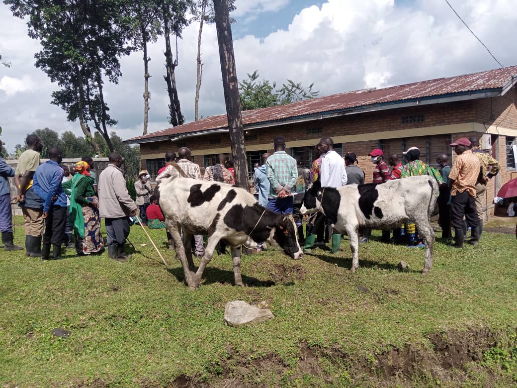 karambikarima's tweet photo. #Nyangesector @MusanzeDistrict imiryango 22 yahawe inka za gir'inka zituwe na bagenzi babo zikaba zigiye kubafasha gutera imbere bivana mu bukene.
Abahawe inka barashimira nyakubahwa president #PaulKagame kuri iyi gahunda nziza yakamiye ababyeyi n"abana.
@AMpuhwe @ramuli_janvier. https://t.co/gJVXDvaRO4
