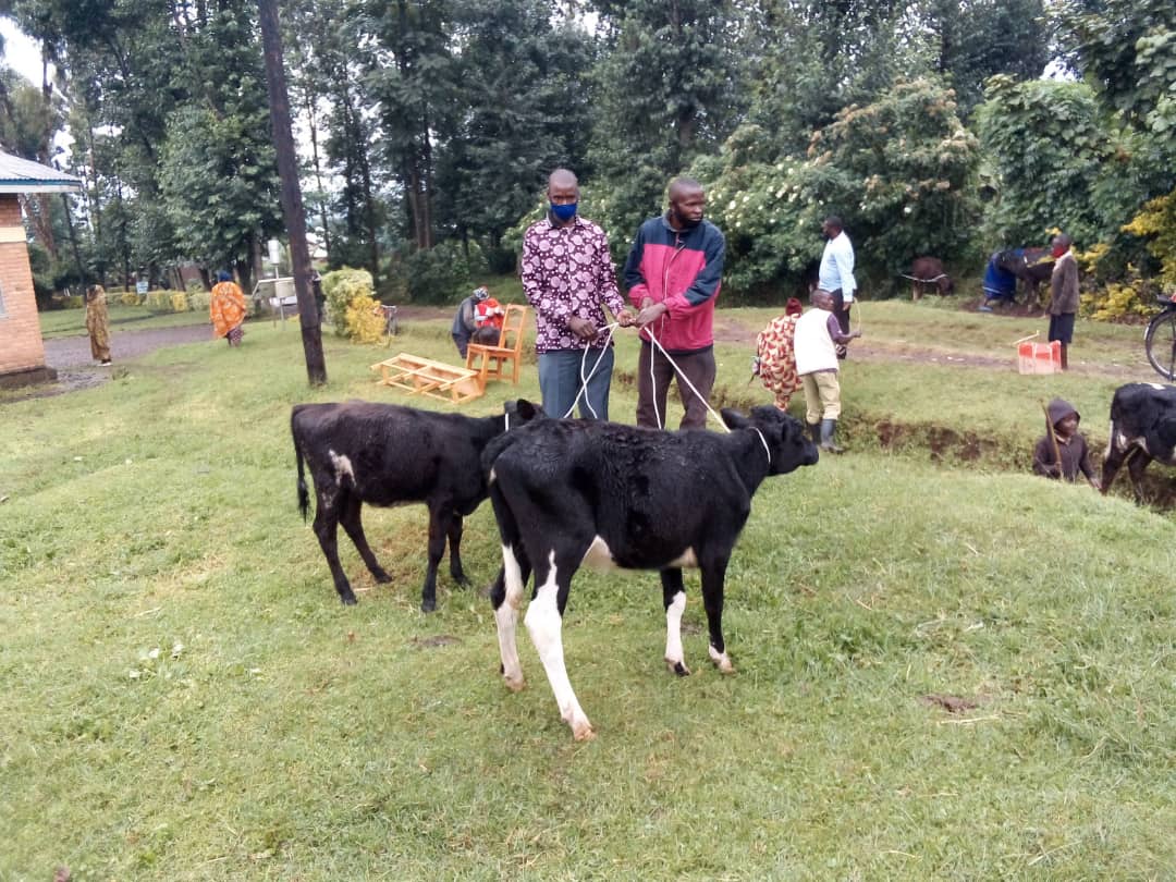 karambikarima's tweet photo. #Nyangesector @MusanzeDistrict imiryango 22 yahawe inka za gir'inka zituwe na bagenzi babo zikaba zigiye kubafasha gutera imbere bivana mu bukene.
Abahawe inka barashimira nyakubahwa president #PaulKagame kuri iyi gahunda nziza yakamiye ababyeyi n"abana.
@AMpuhwe @ramuli_janvier. https://t.co/gJVXDvaRO4