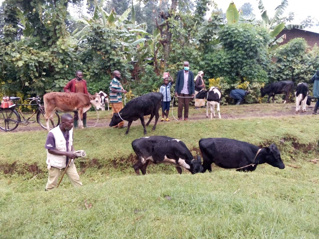 karambikarima's tweet photo. #Nyangesector @MusanzeDistrict imiryango 22 yahawe inka za gir'inka zituwe na bagenzi babo zikaba zigiye kubafasha gutera imbere bivana mu bukene.
Abahawe inka barashimira nyakubahwa president #PaulKagame kuri iyi gahunda nziza yakamiye ababyeyi n"abana.
@AMpuhwe @ramuli_janvier. https://t.co/gJVXDvaRO4