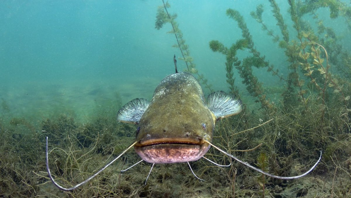 1819News's tweet photo. Alabama #2 producer of catfish in America
https://t.co/tvgvnm3Di1 https://t.co/Qdp0ptgySM