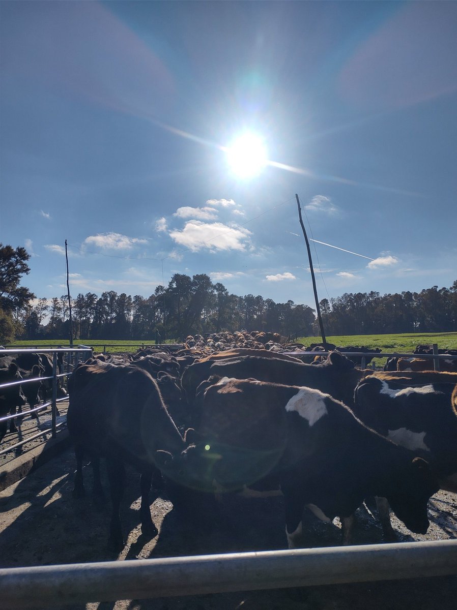 Milktest8's tweet photo. 🐄🐄🐄🐄👨‍⚕️👩‍⚕️☑️ https://t.co/ZqLaAzqIUN