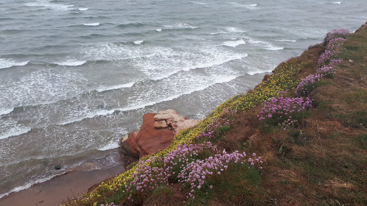 RenateDavieTour's tweet photo. Anthyllis vulneraria, the common #kidneyvetch and the pink #thrift make wonderful #coastalflowers.
@VenetiaJane @DABotany @GdnMediaGuild @Devon_Hour @gardentags @CornwallAONB @wildflower_hour @NaturalEngland
@DevonLNP https://t.co/7cVvnOZfgM