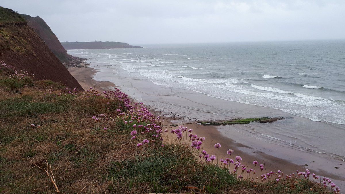 RenateDavieTour's tweet photo. Anthyllis vulneraria, the common #kidneyvetch and the pink #thrift make wonderful #coastalflowers.
@VenetiaJane @DABotany @GdnMediaGuild @Devon_Hour @gardentags @CornwallAONB @wildflower_hour @NaturalEngland
@DevonLNP https://t.co/7cVvnOZfgM