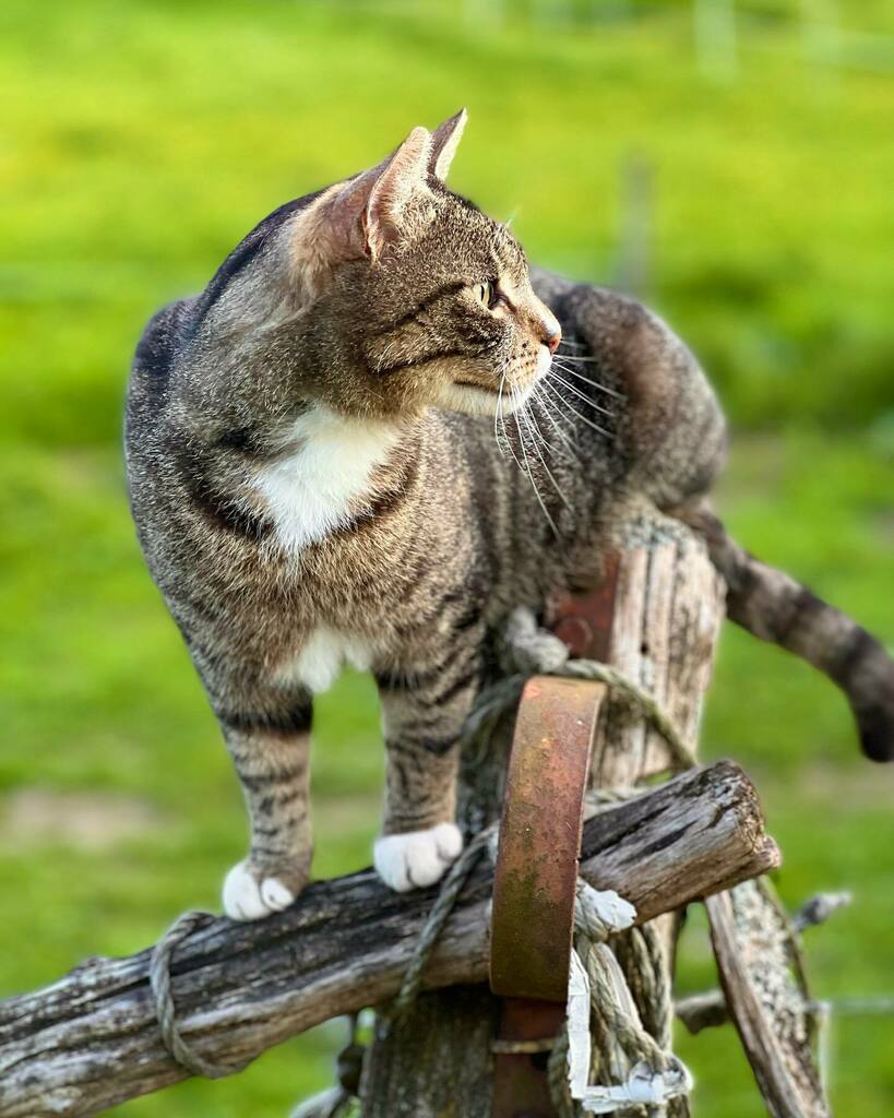 MarkusvonRoder's tweet photo. Sunset Cat.

#Cat #Catcontent #catsofinstagram 
#home #sun #sunset #eveningsky #warm #warmlight #field #forest #travelphotography #sunny #nature #naturephotography #naturelover #naturelovers #weather #sky #hike #hiking #travel #travelgram #neverstopexplo… https://t.co/hkZytiau5g https://t.co/i7LvgL5hl8