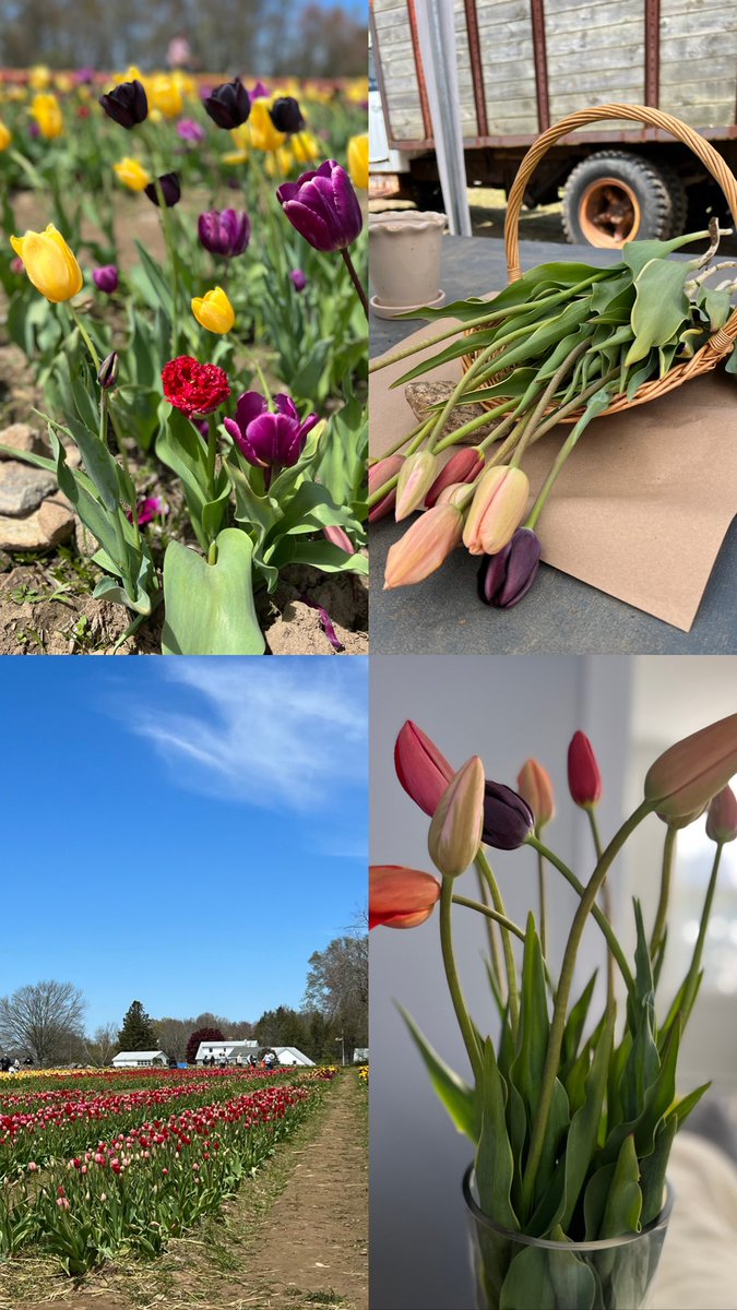 CaitlinMFrancis's tweet photo. 💐 #wickedtulips #prestonct #exeterri #ct #ri #tulip #tulippicking #flowers #farm #flowerfarm #newengland #southernnewengland https://t.co/Rw3awLh9U2