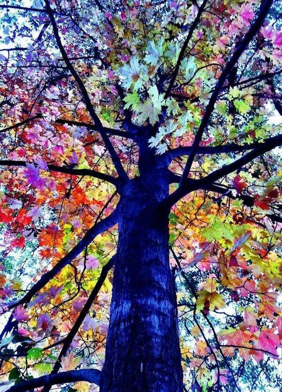 Nature loves to make beautiful scenes for us all to enjoy.. This tree looks like it was painted with all the colors, its vibrant and colorful leaves makes it easy to spot this tree from afar.