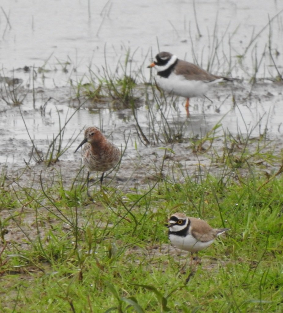 Ralphs_Ian's tweet photo. Very rarely in the position to be able to twitch stuff pre-work in May, pretty well never happened in 30 years. This morning however #deskstudies #BNG #Coombehill @gloswildlife #glosbirds https://t.co/iAqgtkfCmD