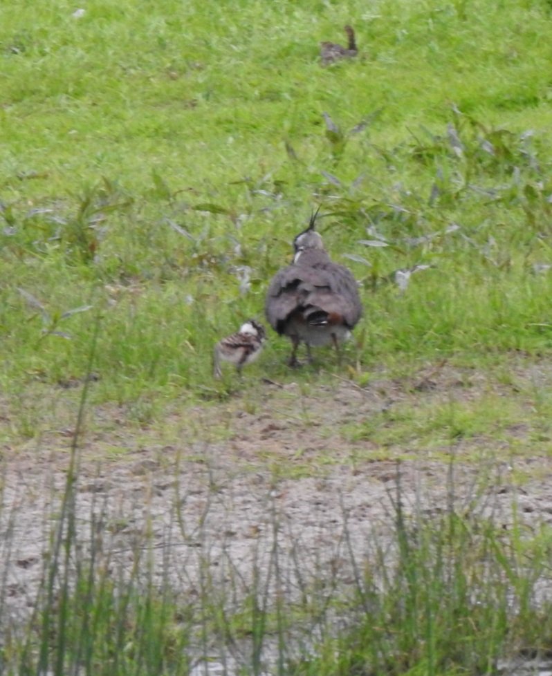 Ralphs_Ian's tweet photo. Very rarely in the position to be able to twitch stuff pre-work in May, pretty well never happened in 30 years. This morning however #deskstudies #BNG #Coombehill @gloswildlife #glosbirds https://t.co/iAqgtkfCmD