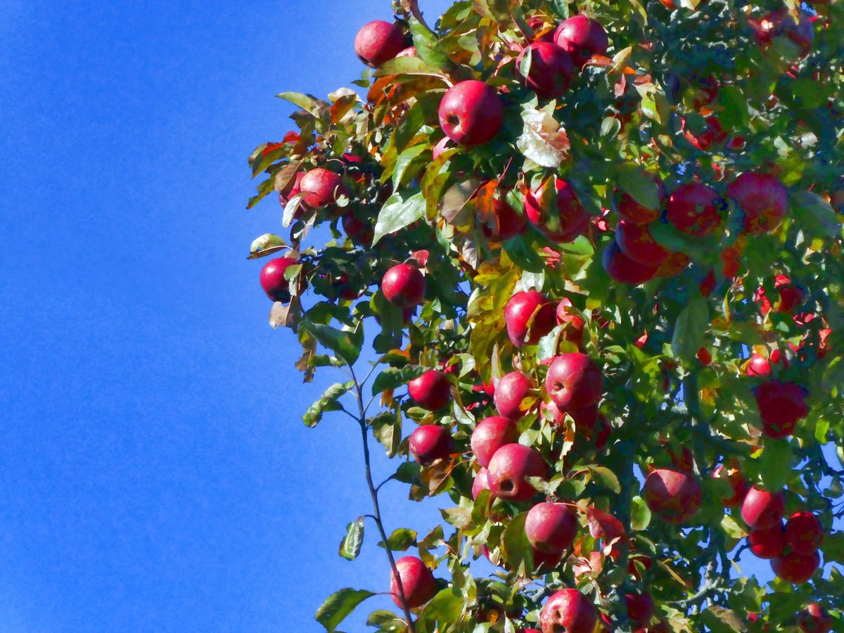 Ballybrackact's tweet photo. Good news! A new Orchard coming to Ballybrack!

Ballybrack Climate Action were just awarded funding to start an Open Orchard!  

We can’t wait to get started! #MicrosoftCommunityChallenge
Funding is from Dublin Community Challenge 2022. https://t.co/d9kPbtfp9g