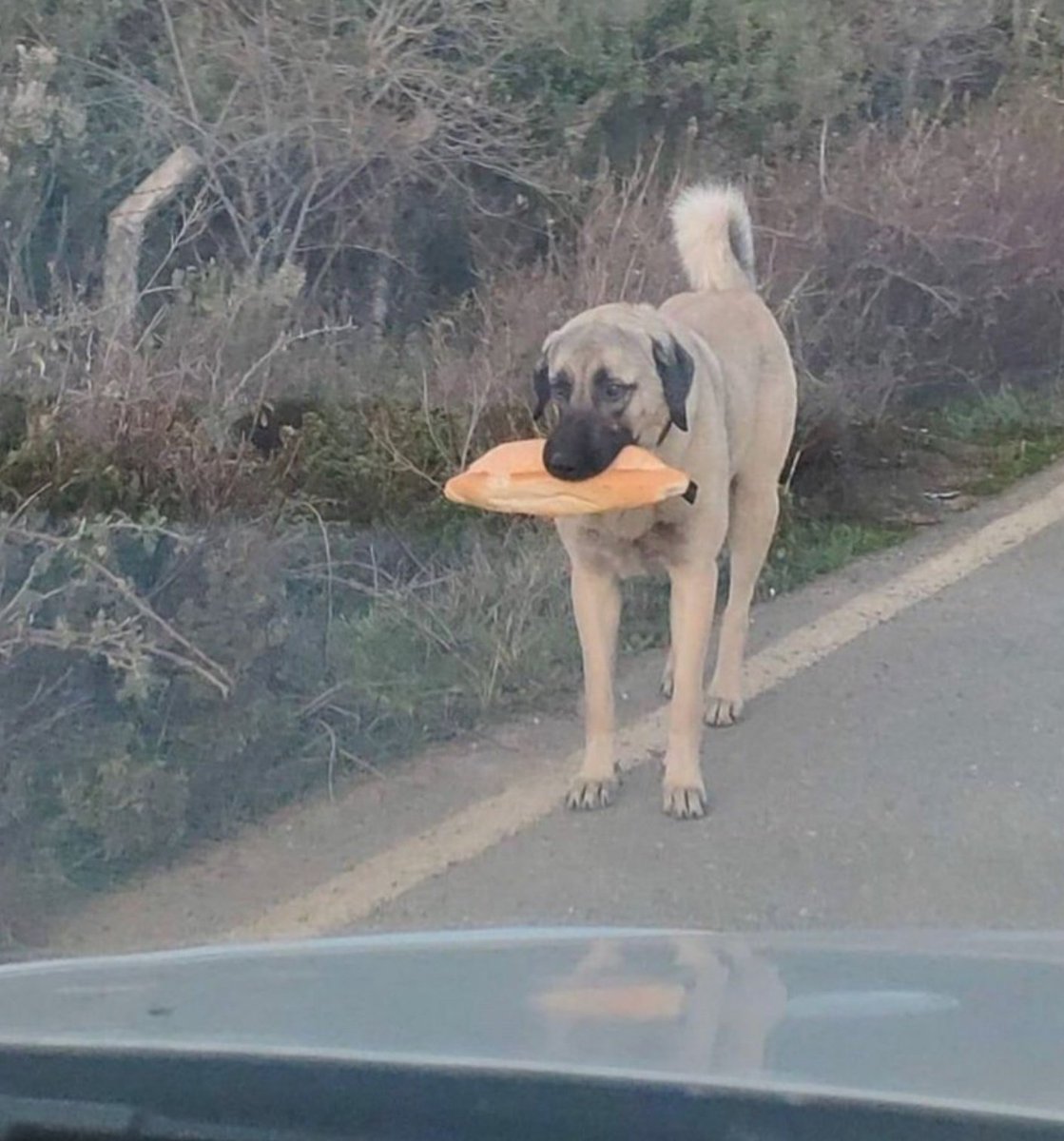 suriyelilere antalya'da 5 yildizli otelde festival verilirken o sirada turk gencligi: