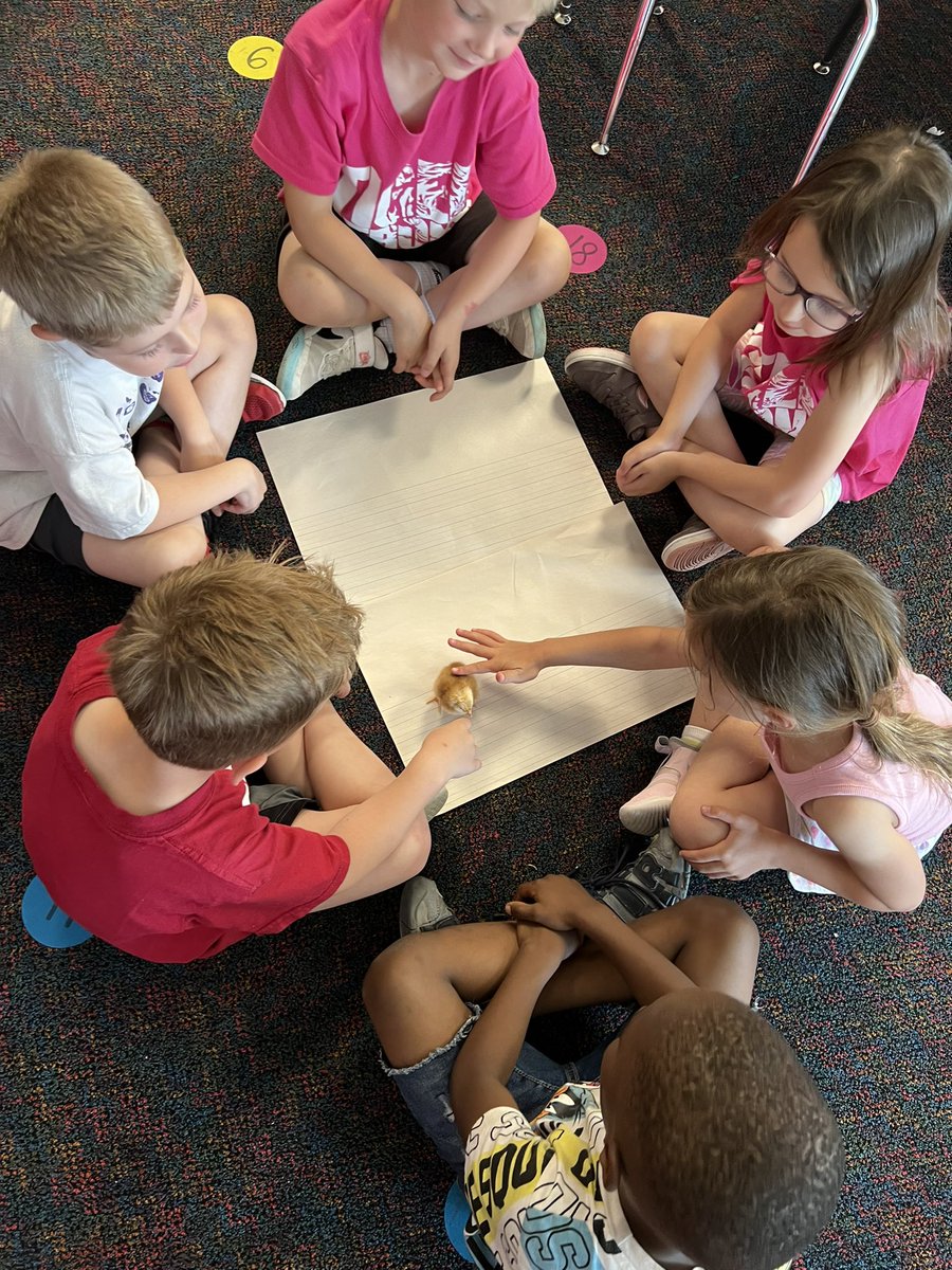 KellisonKinder's tweet photo. We observed and explored our chicks today!🐥 https://t.co/dGLQ4gCwFy