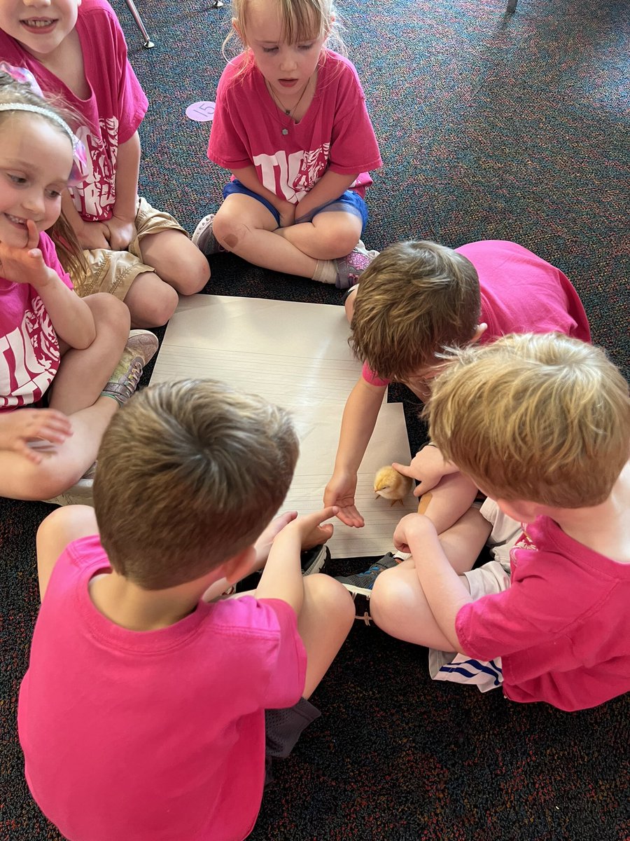 KellisonKinder's tweet photo. We observed and explored our chicks today!🐥 https://t.co/dGLQ4gCwFy