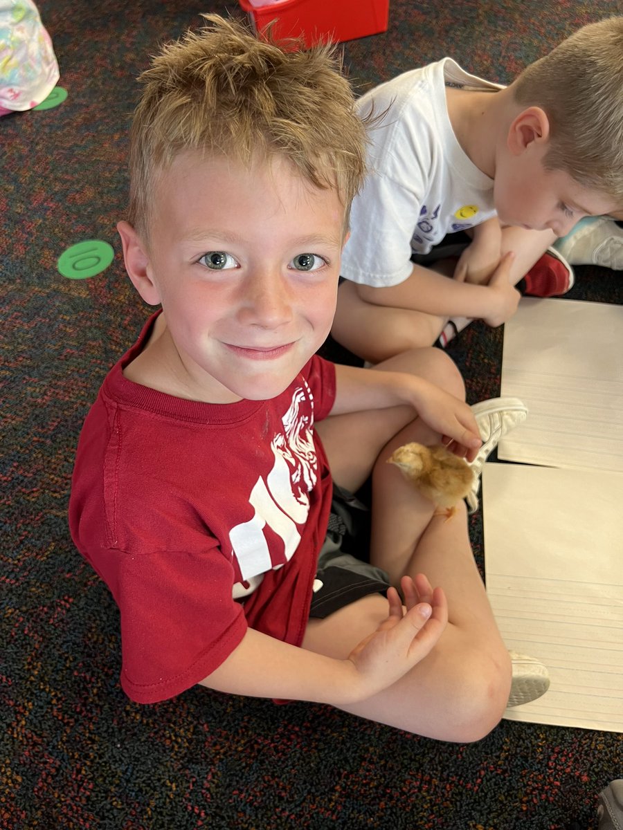 We observed and explored our chicks today!🐥