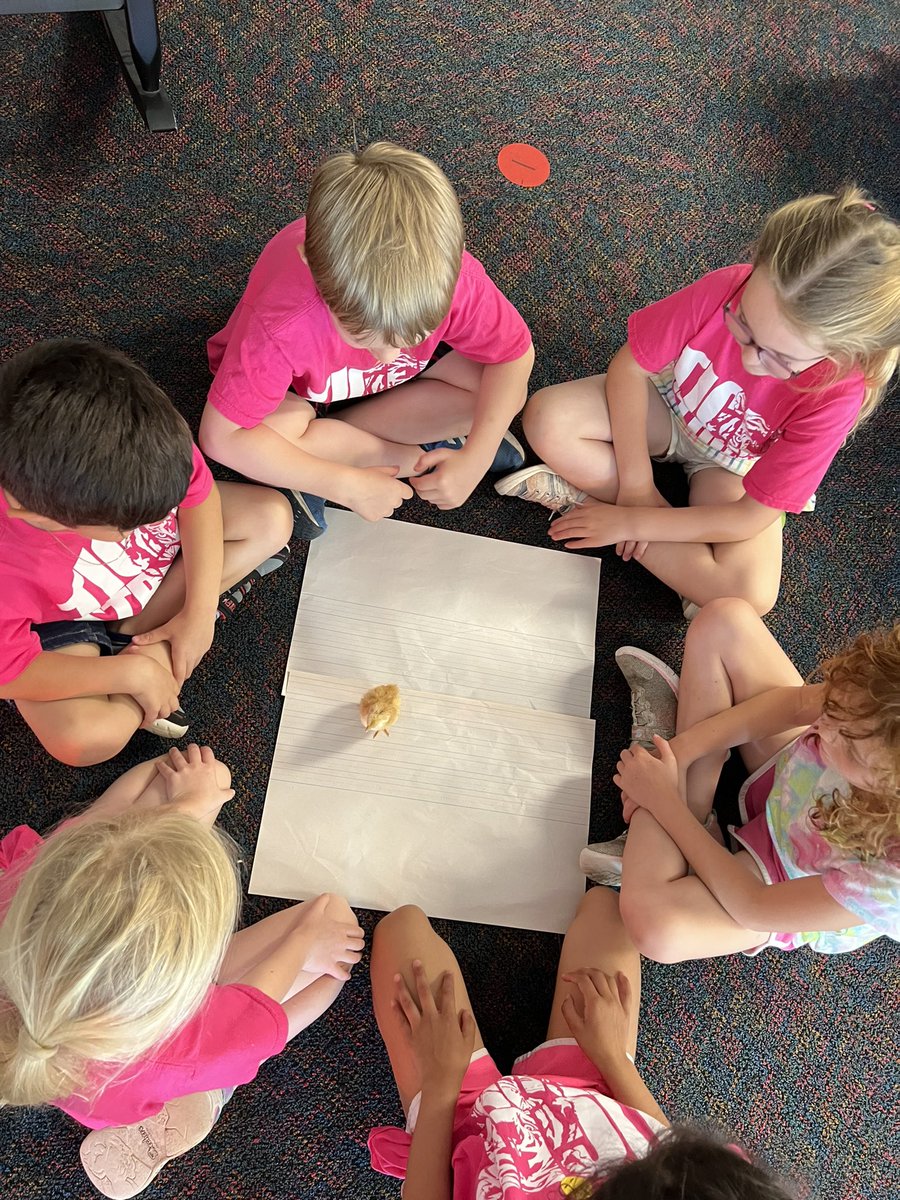 KellisonKinder's tweet photo. We observed and explored our chicks today!🐥 https://t.co/dGLQ4gCwFy