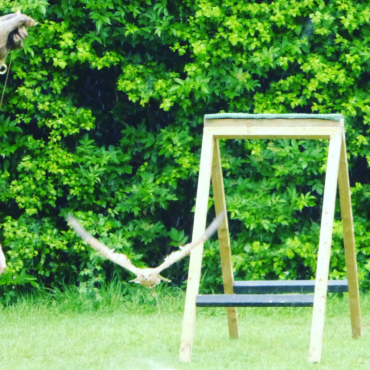 crosshallinfant's tweet photo. Year 1 enjoyed a visit from @FensFalconry today. The children got to learn more about birds and watch them fly! #year1 #birdsofprey #fensfalconry https://t.co/BidxqZpCzV