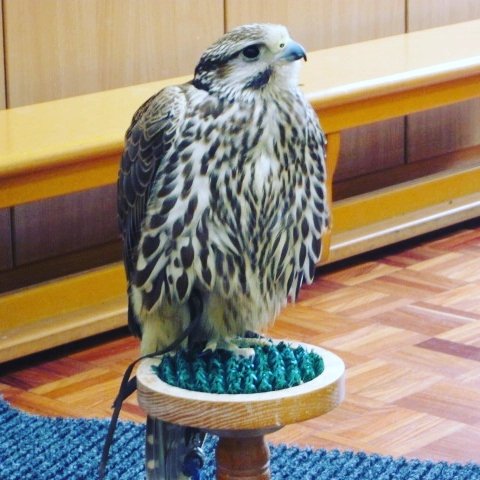 crosshallinfant's tweet photo. Year 1 enjoyed a visit from @FensFalconry today. The children got to learn more about birds and watch them fly! #year1 #birdsofprey #fensfalconry https://t.co/BidxqZpCzV