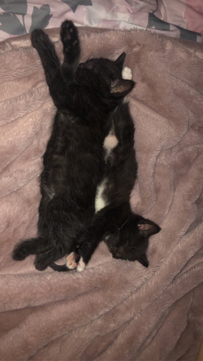 char_Iatte's tweet photo. On the bright side these absolute angels are now in my life 🥺 https://t.co/i2Lw6XCJh5