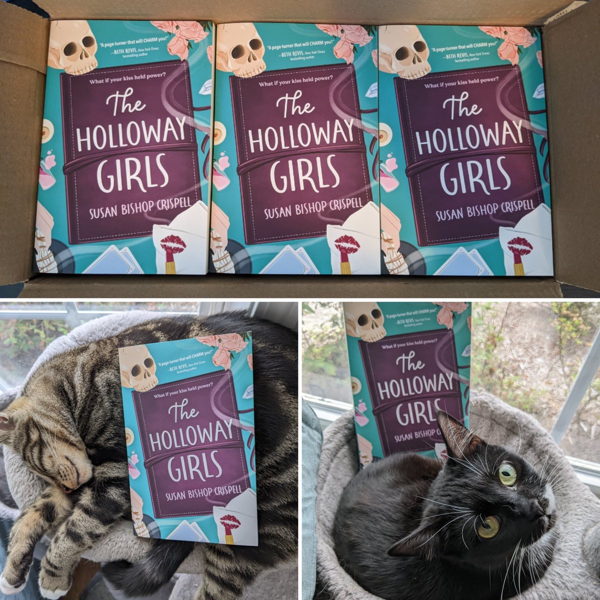 Author copies of THE HOLLOWAY GIRLS are here! Whisky and Orkney decided to model them for everyone. 😻 Less than a month until it's out in the world.

#22debuts #TallPoppyWriters #thehollowaygirls #amreading @sourcebooksfire @TallPoppyWriter