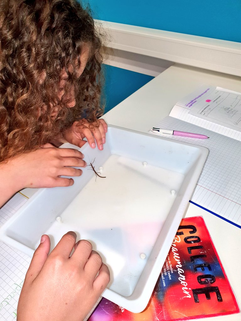 SVTBeaumanoir's tweet photo. L'appareil respiratoire des #insectes. Les 5e découvrent les #phasmes de plus près. https://t.co/4piZxIKTAg