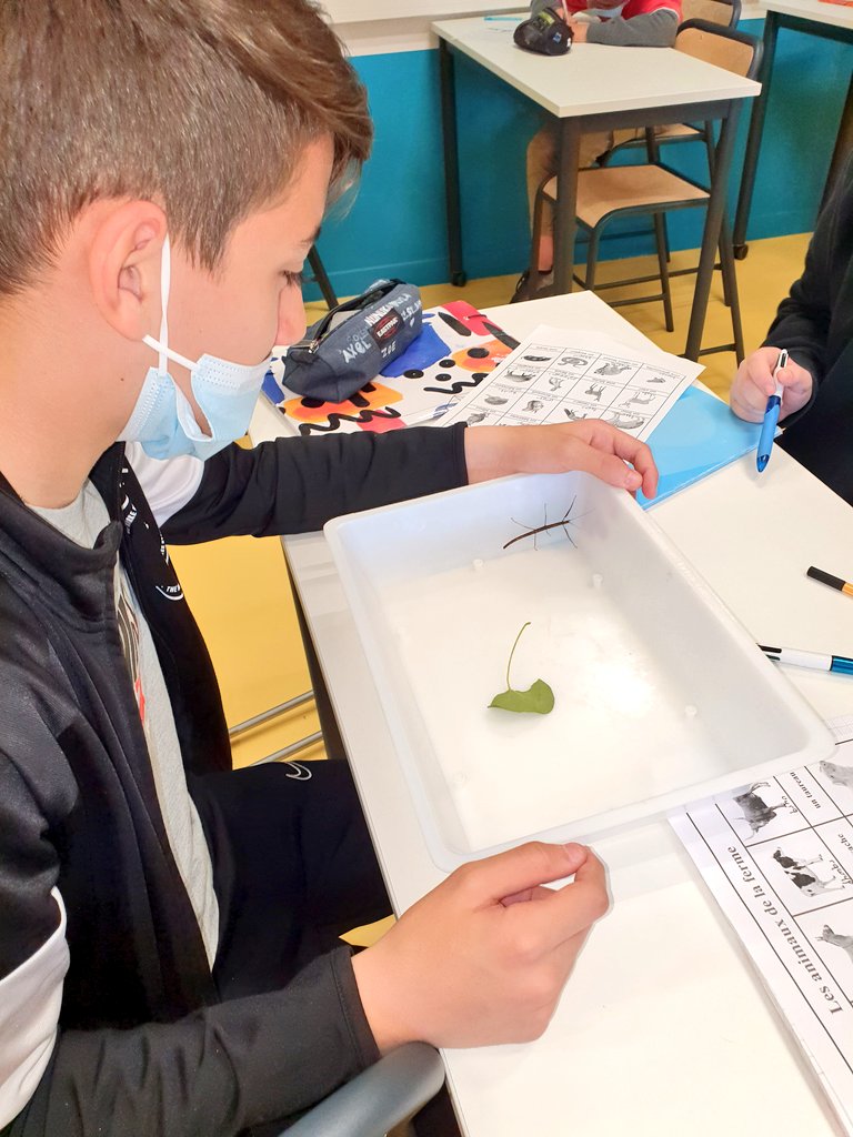 SVTBeaumanoir's tweet photo. L'appareil respiratoire des #insectes. Les 5e découvrent les #phasmes de plus près. https://t.co/4piZxIKTAg