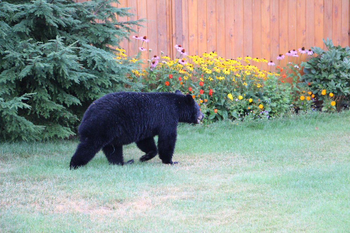 LanaCiarniello's tweet photo. The Northern Bear Awareness Society in Prince George, BC, is hiring a Bear Awareness Education Specialist to join our Team for the summer. If you are interested, please apply: https://t.co/TCWXThSgkp https://t.co/Eifcqz21n7