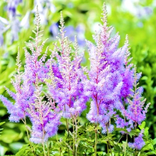 リーママ グッジョブマイライフ S Tweet おはようございます 5月12日の誕生花は アスチルベ 花色はピンク 白 赤など 穂の先に小さな花をたくさんつけ フワフワしています 花言葉 は 恋の訪れ 自由 つぼみが開き ピンクや白の ふわふわした花を