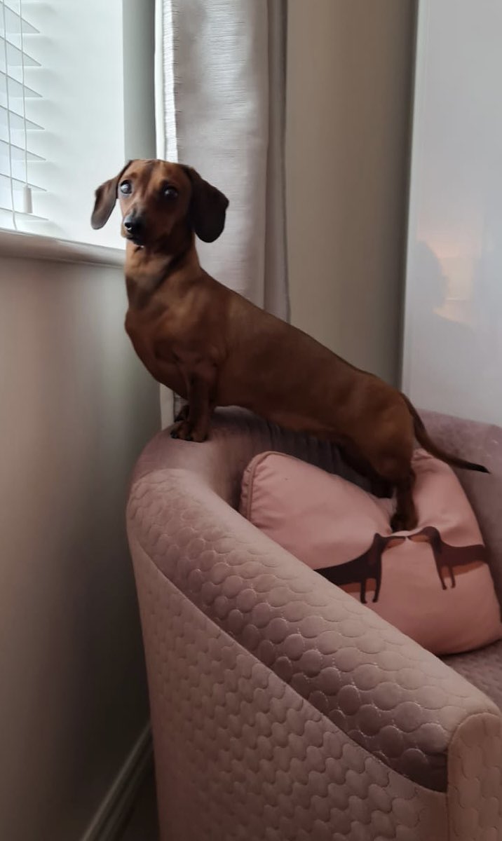 MiniSausages's tweet photo. What time’s dad home from work! I’ve been sat watching for hours and there’s still no sign! ❤️❤️🐾🐾👀👀 https://t.co/vGdajhNW8o