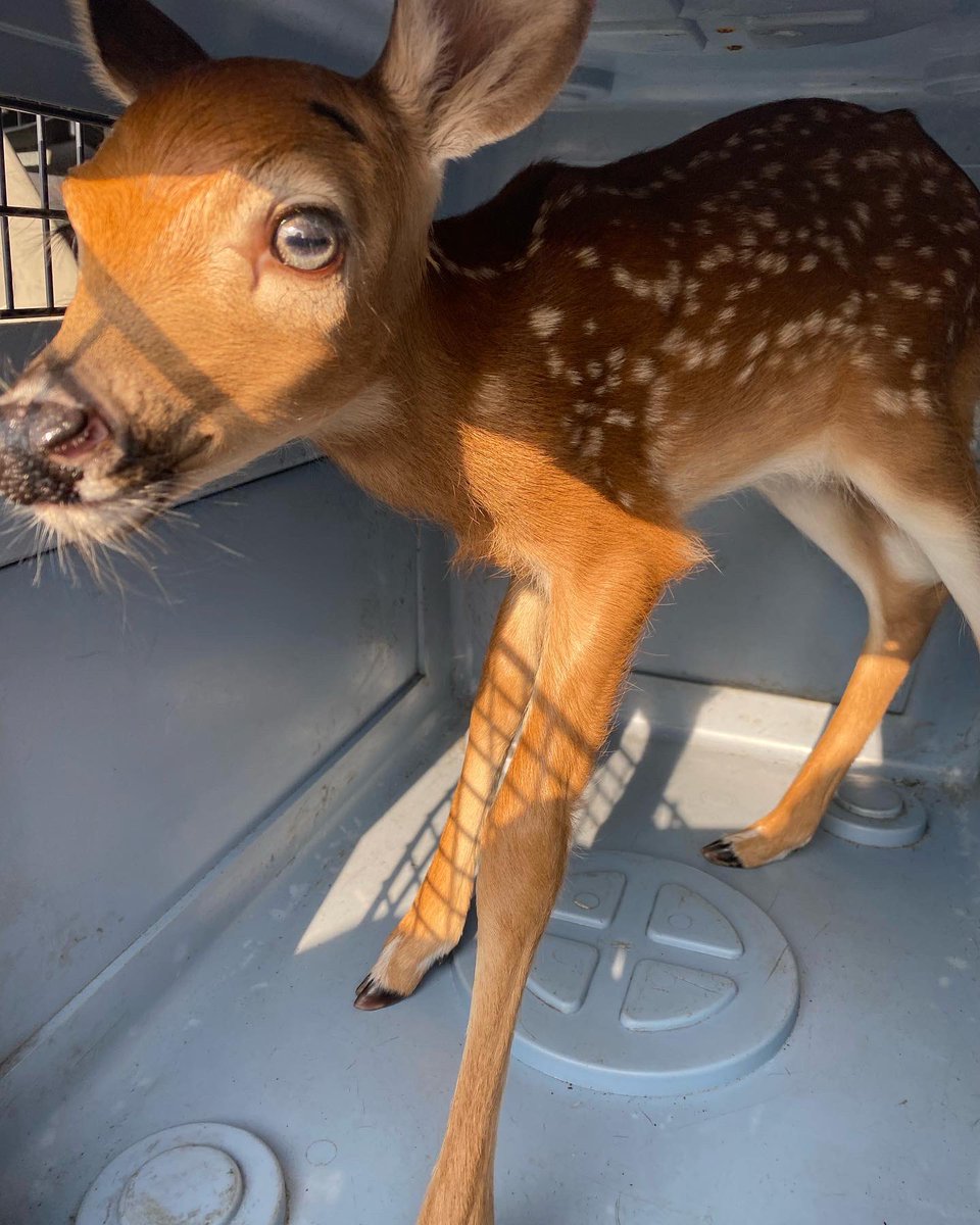 It’s not every day I get to pick up one of these! Two day old fawn running in traffic this morning. The lady who stopped tried to put him back into the wooded area but he kept following her. I looked for mom in several areas with no luck. With a rehabber now.