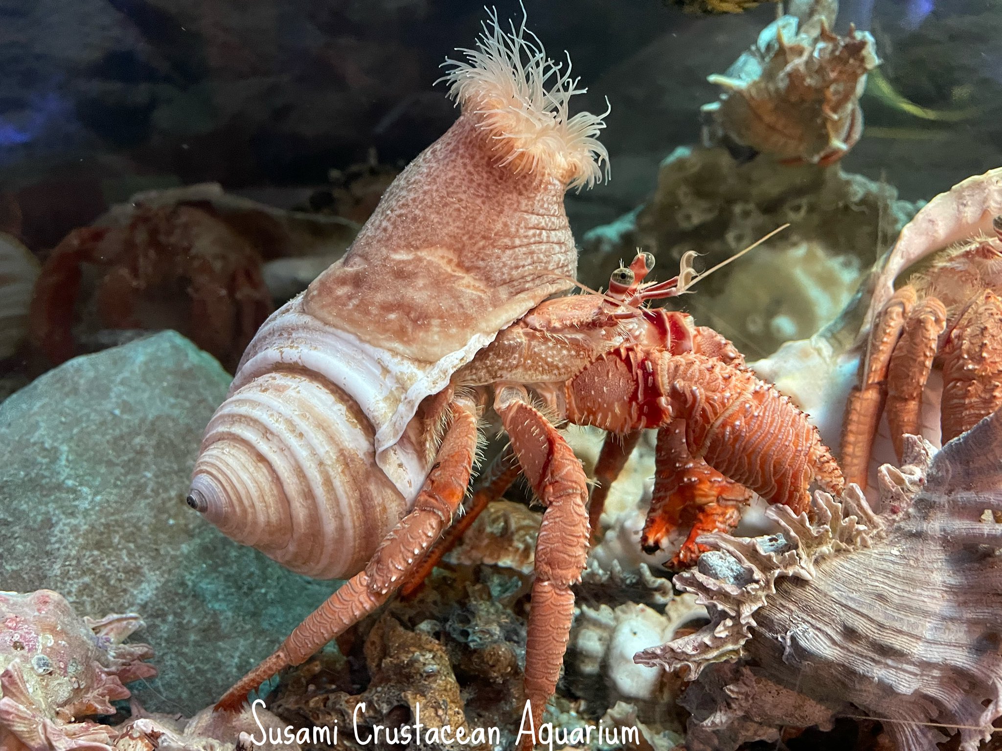 すさみ町立エビとカニの水族館 ちょっと勉強 ヤドカリはタコが大嫌い 食べられるから タコはヤドカリ大好き 大好物 タコはイソギンチャクが大嫌い 毒があるから ヤドカリ そうだ 貝殻にイソギンチャクをつけよう 解決 でも