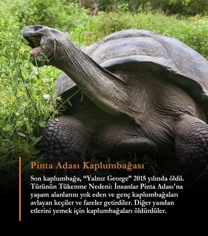 dksldkdkfkf44's tweet photo. #pintaadasikaplumbaga #george #neslitukenenler #hayvanhaklari https://t.co/81BqdFrs06
