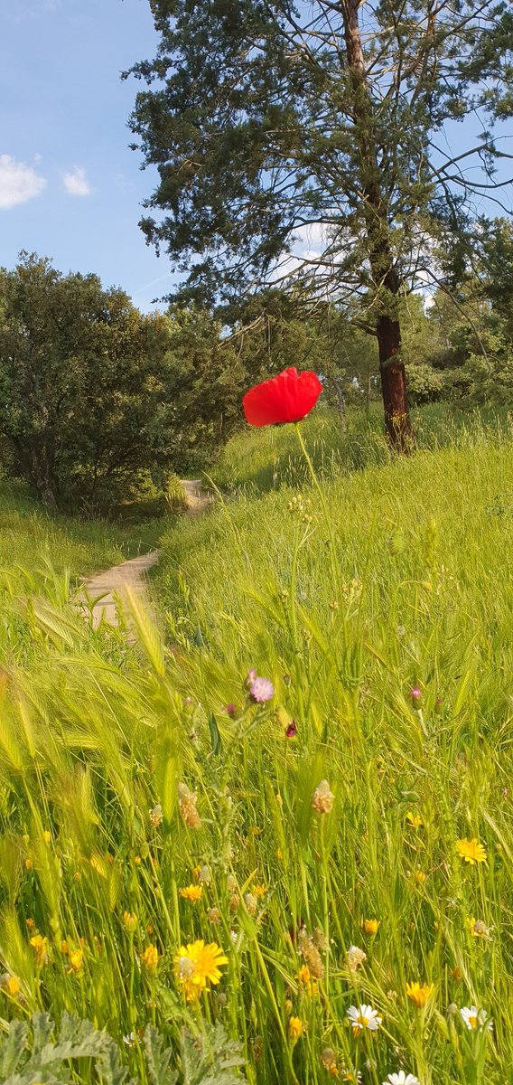 Akampando's tweet photo. Cuando aprendes a estar solo la compañía es solo una opción, no una necesidad y eso te hace imparable.
"Nos vemos por el sendero"
#casadecampo
#Madrid 
#senderismo 
#aventura https://t.co/ZFlIFj7wJN