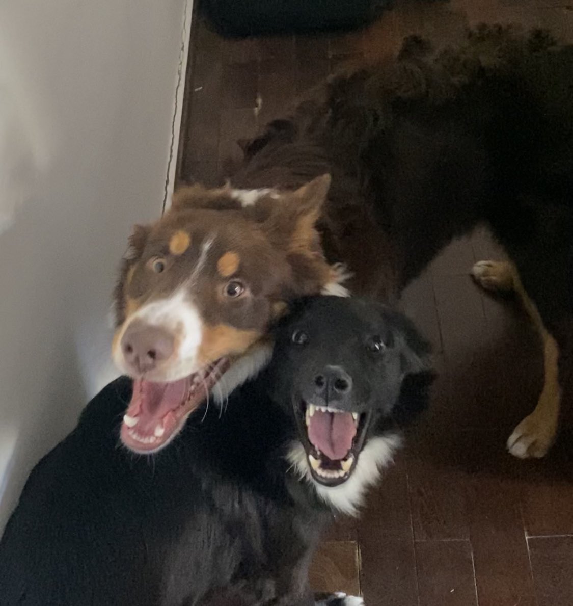 La perrita q rescate y mi perro se hicieron mejores amigos 💚