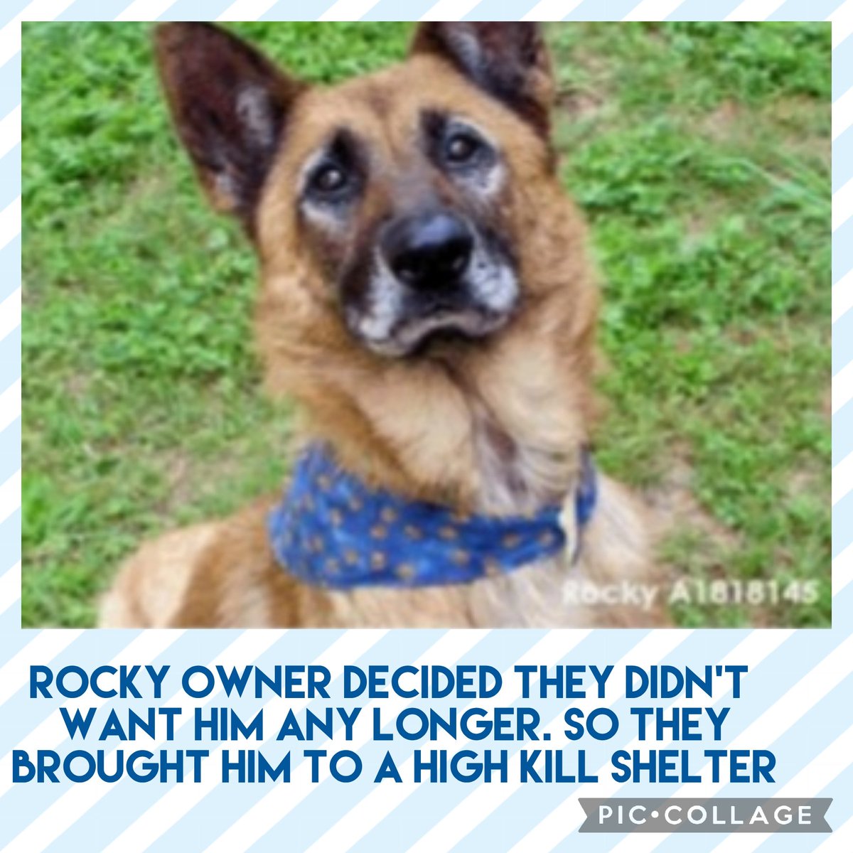 carawil17888192's tweet photo. Euthanasia listed for a Thursday 5/12 Ask me how to adopt out of state Barc Tx 

There are so many dogs running the streets in Texas. Please help by sharing.

ROCKY
A1818145  
(Intact male) 
10 YRS
GERM SHEPHERD MIX 
HW+
63.11 lb
Owner surrender https://t.co/8A3epFQtv0