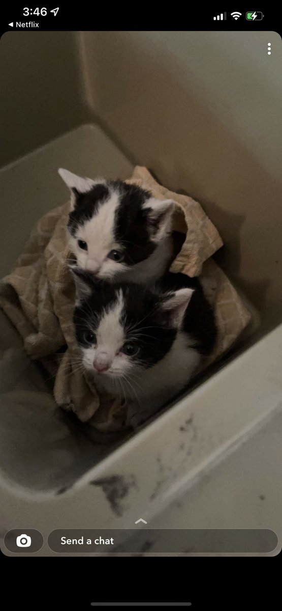 nancyy_nm's tweet photo. Update they’re safe now. Anyone want some free kittens ?? 😂😂 https://t.co/LzlzCIO8Ef