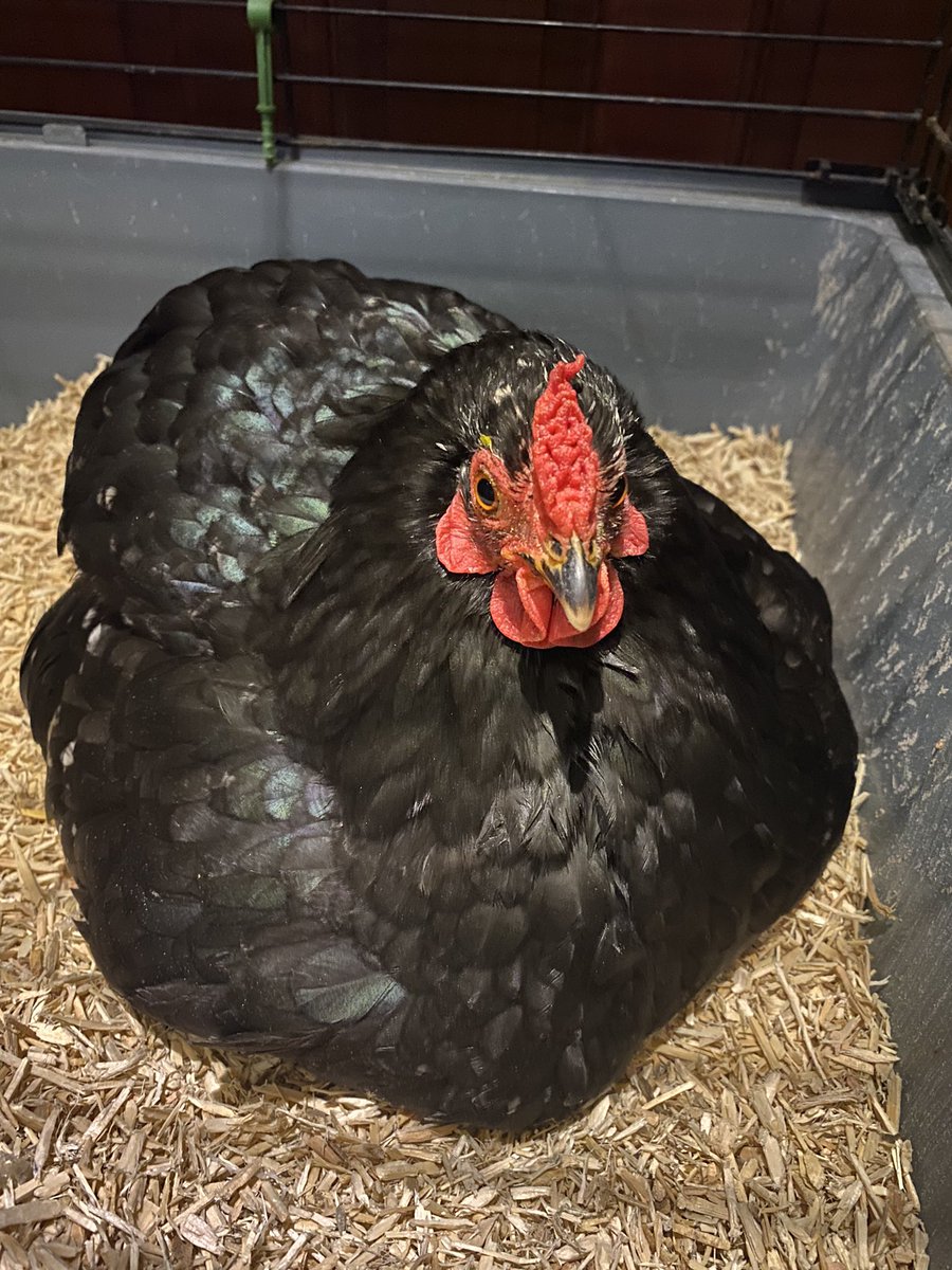 SteffBeamis's tweet photo. Karen is in, eggs hatching any time now hopefully https://t.co/g4NcPuzSRY