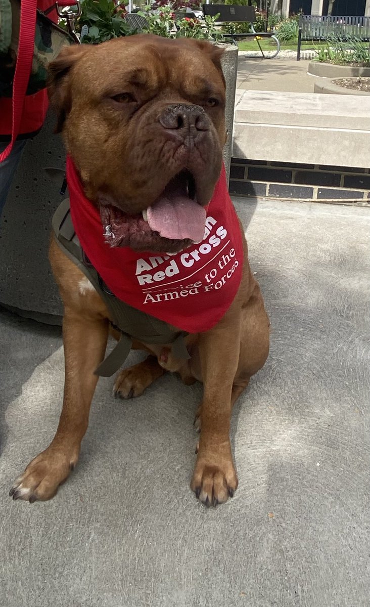 SAFJessica's tweet image. Thanks to Rigby, Skully and Atticus for bringing love and smiles to @ClevelandVAMC staff and veterans this week. They are volunteers with the Red Cross Services to Armed Forces Animal Visitation Program in @RedCrossNOH