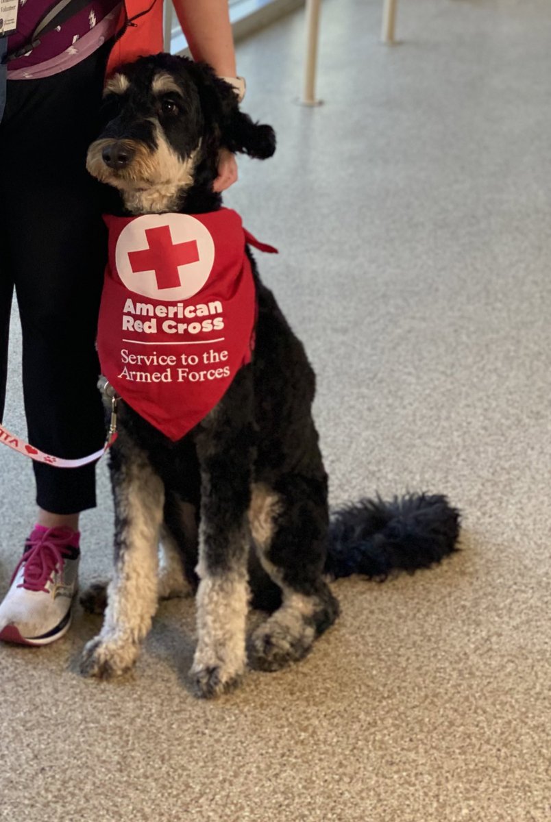 SAFJessica's tweet image. Thanks to Rigby, Skully and Atticus for bringing love and smiles to @ClevelandVAMC staff and veterans this week. They are volunteers with the Red Cross Services to Armed Forces Animal Visitation Program in @RedCrossNOH