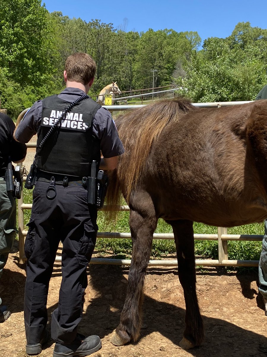 ccpdanimalsvcs's tweet photo. Today two of our officers got to go out to Hope’s Legacy Equine Rescue Farm to learn more about our equestrian friends. It was great learning about all of the animals and meeting up with other jurisdictions. Thank you Hope’s Legacy for hosting this event! #horserescue #yeehaw https://t.co/EeWH4VmLcy