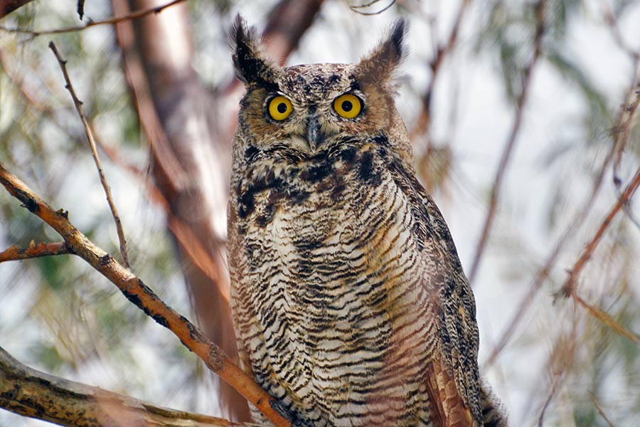 A great-horned owl sitting in a tree.