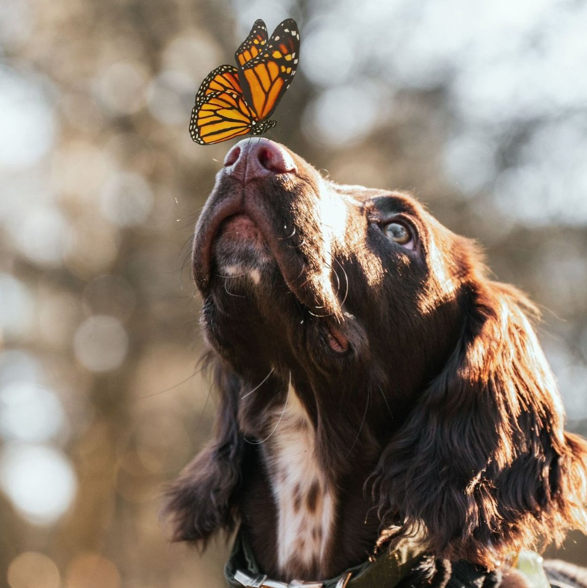Freddie The Sprocker tweet media