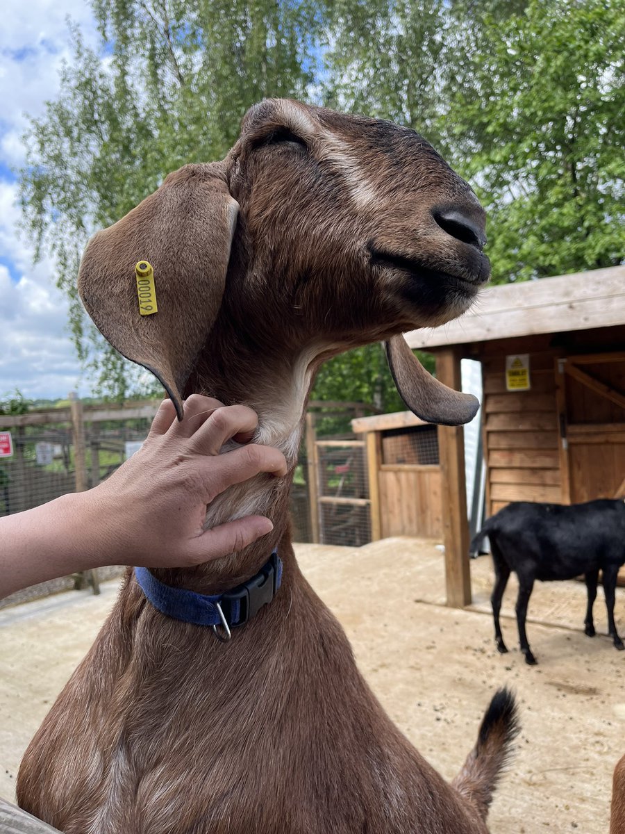 JessJen_'s tweet image. Nice to see the progress of the poly-tunnels today @CATCHLeeds built and looked after by young people. Not forgetting a little visit to see the growing heard of goats 🐐😄 @wy_vru