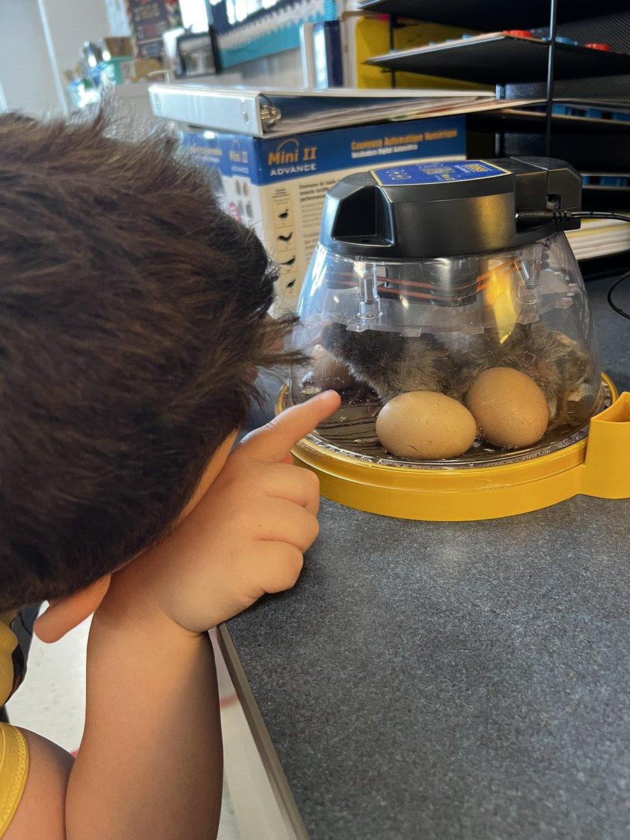 MsWarnerTeaches's tweet photo. All smiles today as we named the hatched chicks and even got to hold them! 🥰 @midgleyDIS @Discovery_elem https://t.co/11qJm9tGP9