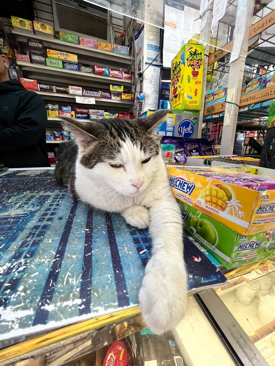 Bodega Cats tweet media