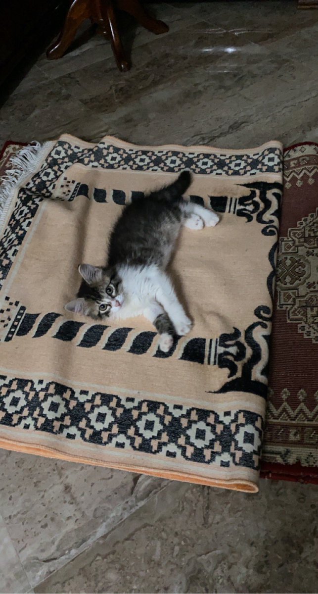 NotDarckos tweet media